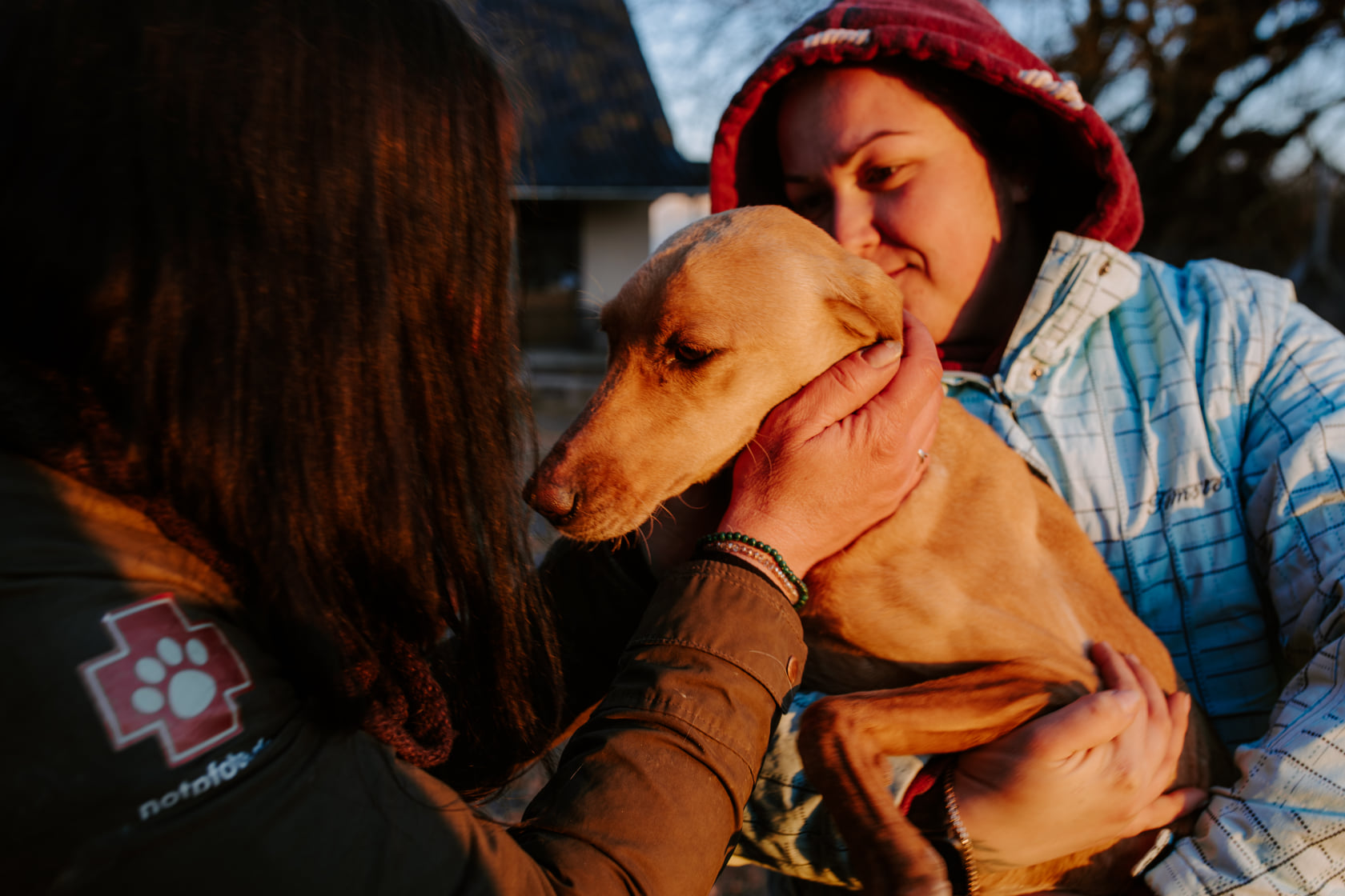 Hund aus ukrainischen Tierheim